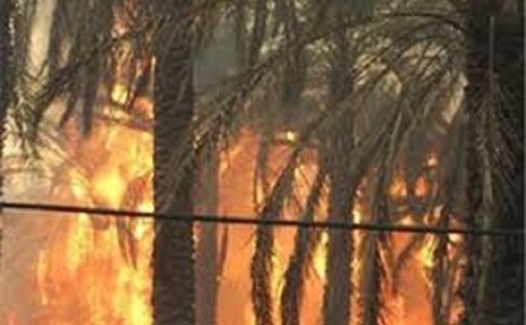 نابودی ۳۷۰ اصله درخت در آتش سوزی جالق سراوان/ آتش سوزی مهار شد