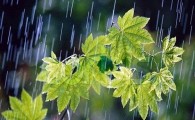 بارش باران "روزهای آخر زمستان" دلگان را بهاری کرد