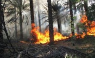 مهار آتش سوزی نخلستان وکیل آباد میرجاوه