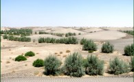 فقر 89درصدی پوشش گیاهی مراتع سیستان و بلوچستان/ یک بیلیون خسارت وارد شد