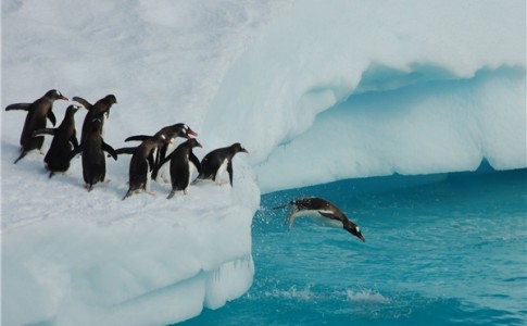 پنگوئن‌ها آب دریا را تصفیه می‌کنند