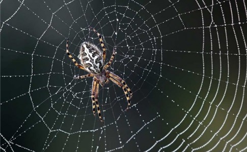 عنکبوت‌ها سالی 400 میلیون تُن غذا می‌خورند