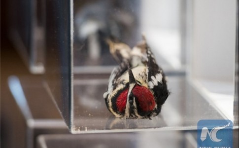 پرندگان جان باخته در برخورد با ساختمان‌های شیشه‌ای+تصاویر