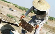 شهد شیرین کارآفرینی با پرورش زنبور عسل/ اشتغالزایی برای 52 نفر به همت زوج زاهدانی