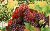 کشت بیش از 14 محصول خارج از فصل در سیستان وبلوچستان/ انگور یاقوتی مهمترین محصول باغی در سیستان