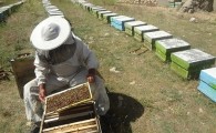 ۱۶۳۰ کندو دستاورد کارآفرین ۶۵ ساله در ایرانشهر/ ۱۰۰ کیلو عسل از یک کندو برداشت شد