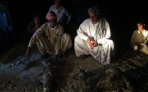 حضورمیهمانی ناخوانده در روستای کُزور دَپ/حمله گاندو به سه راس دام در بلوچستان+تصاویر