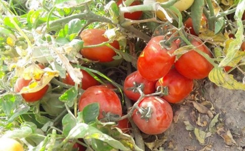 جلوگیری از سرطان معده با مصرف گوجه فرنگی