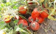 جلوگیری از سرطان معده با مصرف گوجه فرنگی