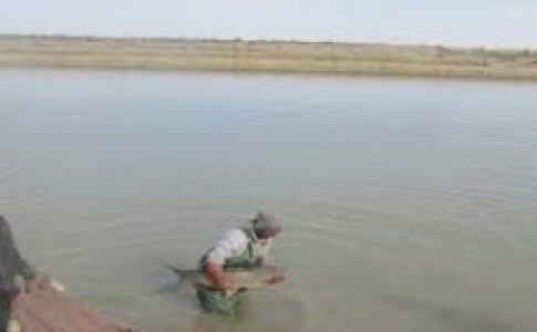 سالانه ۱۲ هزار تن گوشت ماهی در استخرهای سیستان و بلوچستان تولید می شود