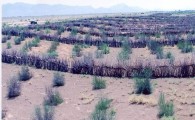 شمال سیستان و بلوچستان فرسایش پذیرترین منطقه کشور/ افزایش ماسه زارها خطری جدی برای اراضی کشاورزی