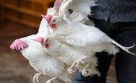 جمع آوری 700 مرغ پرکنی غیر بهداشتی در زاهدان
