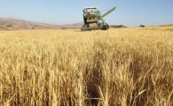 بیش از 80 درصد محصول گندم شهرستان میرجاوه به فروش رسیده است
