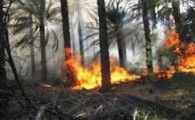 آتش سوزی در نخلستان منطقه گیمان بزمان مهار شد