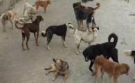 سگ هار جان هفتمین شهروند سیستانی را هم گرفت/ میدان باز افزایش سگ های بیمار در سیستان!
