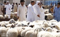 گزارش تصویری/ خرید و فروش گوسفند در آستانه عید قربان  