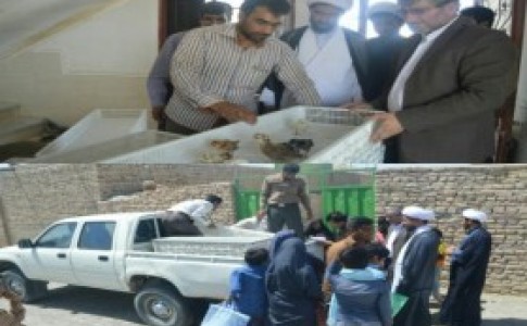 چهار هزار جوجه مرغ محلی بین مردم شهر علی اکبر توزیع شد