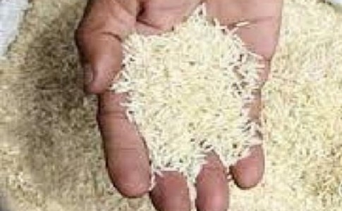 برنج های آلوده از کشورهای هند و پاکستان وارد می شوند/ آرسنیک باعث بروز خطر برای بدن انسان است
