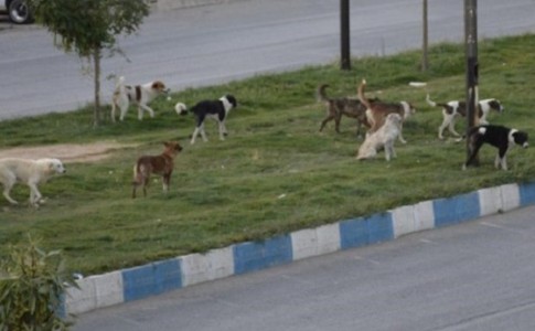 پرسه زنی سگ های ولگرد در دانشگاه آزاد اسلامی زاهدان/ هاری در کمین دانشجویان است