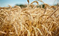 پرداخت 93درصد بهای گندم خریداری شده از کشاورزان در سیستان و بلوچستان/ خرید 78هزار تن گندم از کشاورزان استان