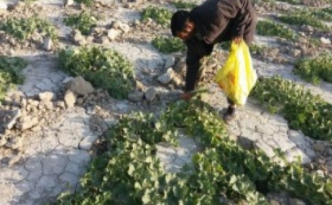 اختصاص ۷۲۰ هکتار از اراضی خشک شده تالاب هامون به کشت پشمک/ خربزه محلی اشتغال دو هزار نفر را رقم زد