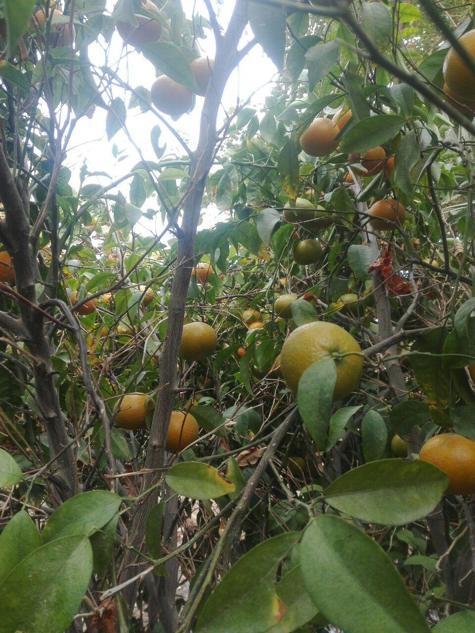 گزارش تصویری برداشت پرتقال در شهرستان خاش
