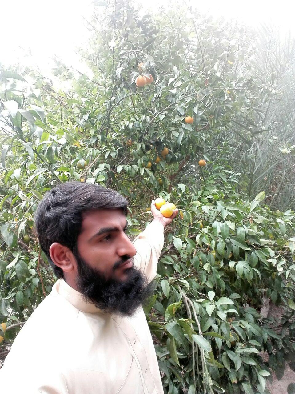گزارش تصویری برداشت پرتقال در شهرستان خاش