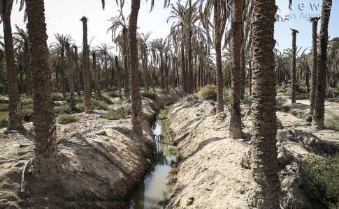 مرگ تدریجی کشاورزی در سیستان و بلوچستان/ سهمیه سوخت کشاورزان قطع شد!