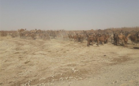 اعتراف ناخواسته محیط‌زیست سیستان و بلوچستان به "خشکی تالاب هامون"