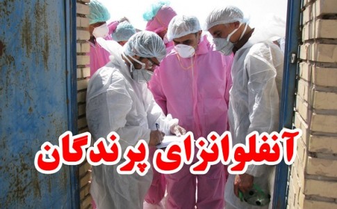 تاکنون موردی در سیستان وبلوچستان مشاهده نشده است/ پرنده های مهاجر عامل اصلی آنفولانزای مرغی هستند