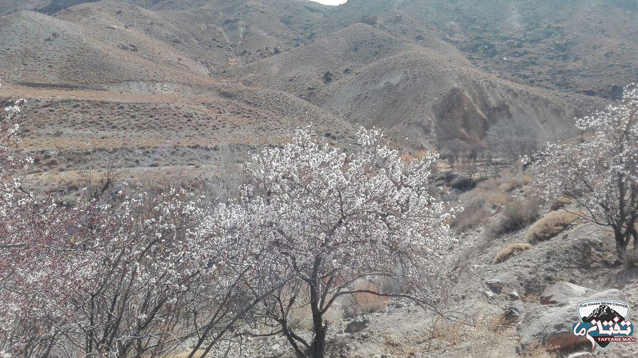 گزارش تصویری/ بوی بهار در دامنه تفتان