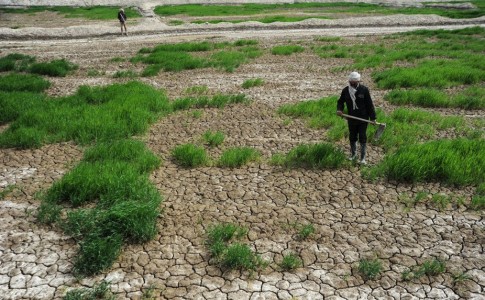 80 هزار هکتار از اراضی کشاورزی سیستان در معرض نابودی/ ضرر 60 میلیاردی به کشاورزان