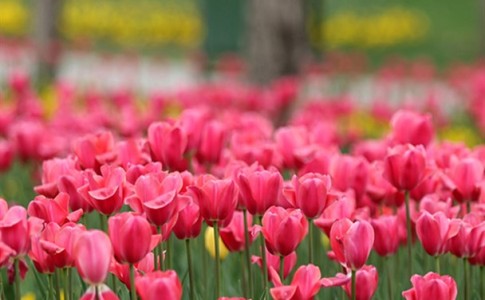 جشنواره گل های بهاری در مشهد/تصاویر