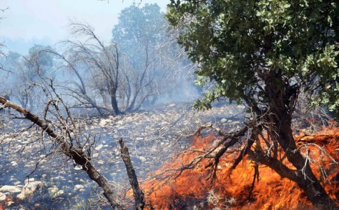 آتش سوزی در پارک جنگلی جزینک/ 2 هکتار از بوته های آزمایشگاهی منابع طبیعی طعمه حریق شد