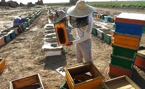عسل،صادرات،سیستان وبلوچستان،عکس از اینترنت