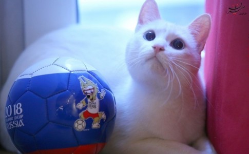 گربه‌ای که نتایج جام جهانی را پیشگویی می‌کند!