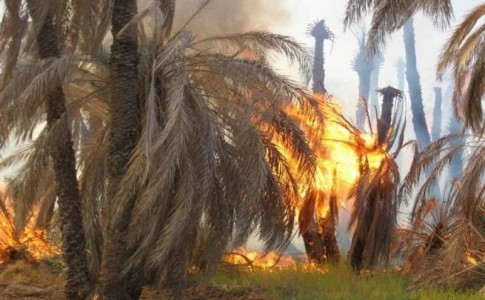 10هکتار از اراضی کشاورزی گشت سراوان در آتش سوخت