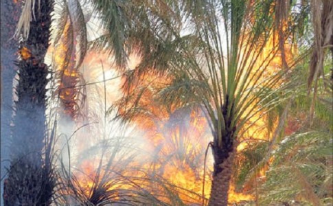 نخلستان،آتش سوزی، کشاورز، گشت سراوان
عکس از اینترنت