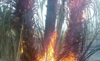 نخلستان،آتش سوزی، کشاورز، گشت سراوان
عکس از اینترنت