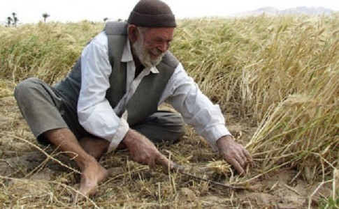 نابودی محصولات کشاورزی "سیستان" در اثر خشکسالی