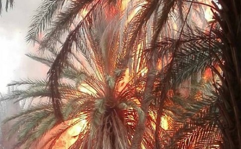 آتش سوزی باغات در گشت سراوان