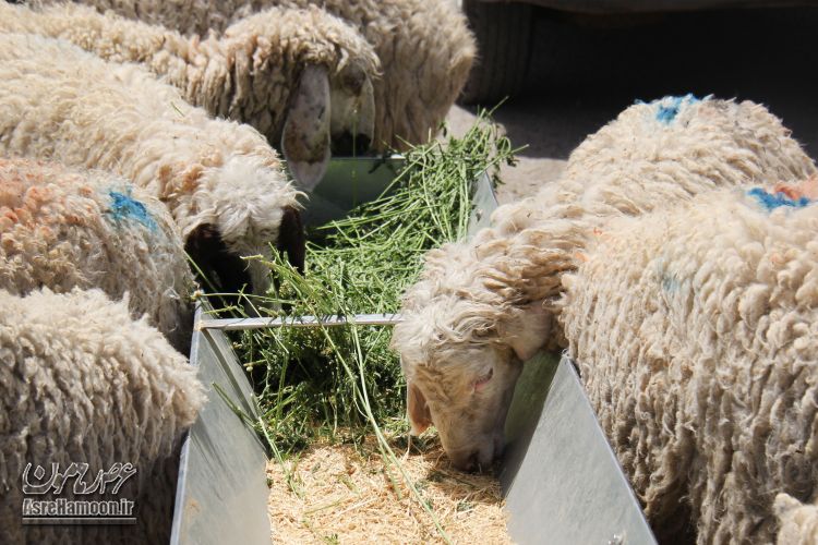 بازار خرید و فروش گوسفند برای عید قربان در زاهدان