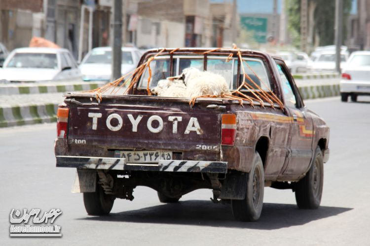 بازار خرید و فروش گوسفند برای عید قربان در زاهدان