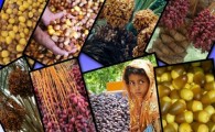 بنگلادش خواستار خرید خرما از سیستان و بلوچستان شد