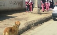 تهدید سگ های ولگرد معضل تکراری در سیستان