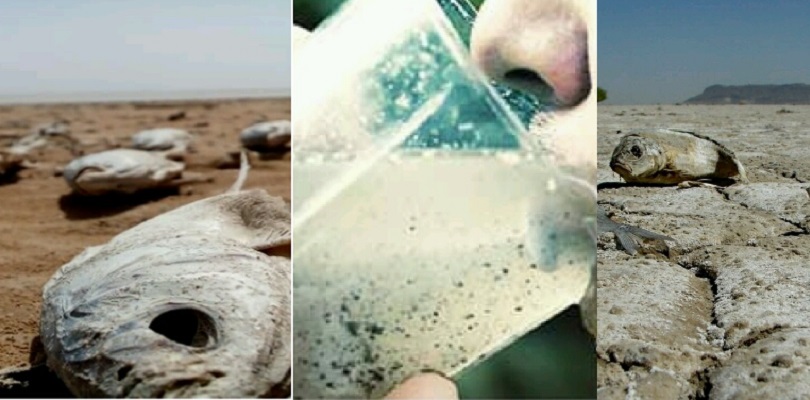تنها ذخیره گاه آب شرب منطقه سیستان در تسخیر جلبک ها/ بیماری های پوستی و گوارشی دستاورد کم توجهی مسئولان