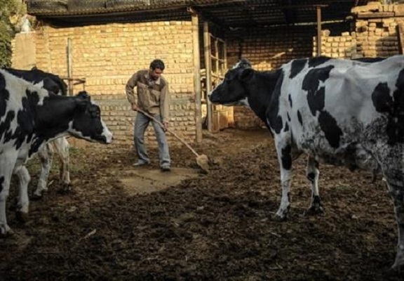 تجلی اقتصاد مقاومتی با پرورش گاو شیری در سیستان وبلوچستان