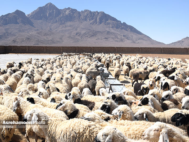 راه اندازی کارگاه های پرورش گوسفند