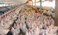 تولید سالانه 4 هزار تن گوشت سفید در سراوان