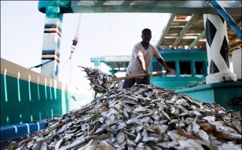 سيستان و بلوچستان پيشتاز در صيد آبزيان دریایی/ تامین 75 درصد تن ماهی کشور در چابهار